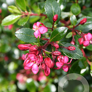 Escallonia 'Red Dream' 30-35 cm 10L