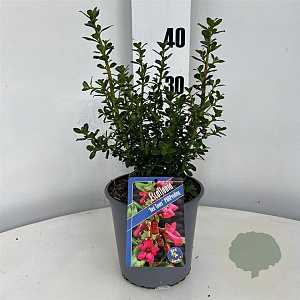 Escallonia Red Tower 20-25 cm 2,0L