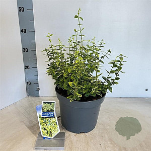 Euonymus fort. 'Emerald 'n' Gold' 35-40 cm 5,0L