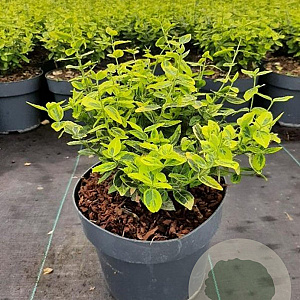 Euonymus fort. 'Emerald 'n' Gold' GM C3