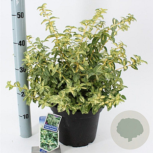 Euonymus fort. Golden Harlequin 40-50 cm 5,0L