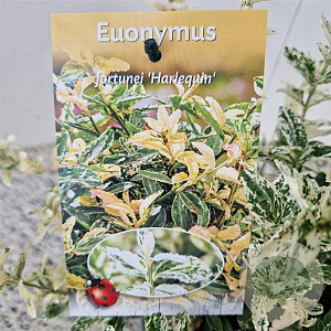Euonymus fort. 'Harlequin' 30-35 cm 2,5L