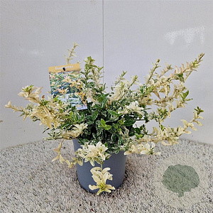 Euonymus fort. 'Harlequin' 30-35 cm 2,5L