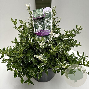 Euonymus fort. 'Harlequin' 30-40 cm 5,0L