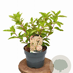 Hydrangea pan. 'Phantom' 40-50 cm 3,0L