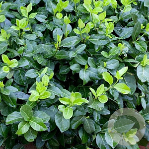 Euonymus fort. 'Hort's Blaze' GM P9