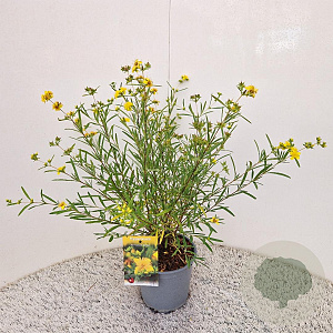Hypericum kalmianum 'Gemo' 30-40 cm 2,5L