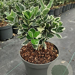 Euonymus jap. 'Kathy' GM C3