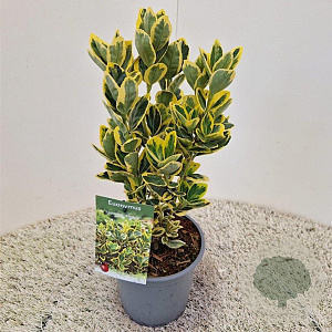 Euonymus jap. Marieke 25-30 cm 2,5L