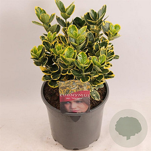 Euonymus jap. Marieke 25-30 cm 2,5L