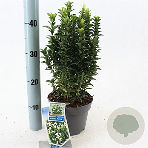 Euonymus jap. Paloma Blanca 20-25 cm 2,0L