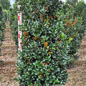 Ilex meserv. Heckenfee 160-180 cm draadkluit