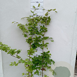 Fagus sylvatica 125-150 cm 5,0L