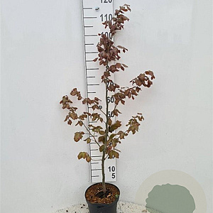 Fagus syl. 'Atropunicea' 100-125 cm 5,0L