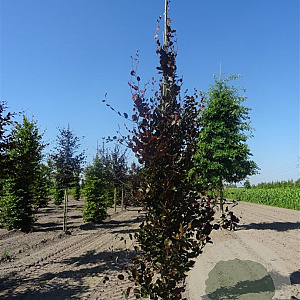 Fagus syl. 'Dawyck Purple' 150-175 cm 10L