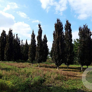 Fagus syl. 'Rohan Obelisk' 35-40 HO draadkluit geveerd