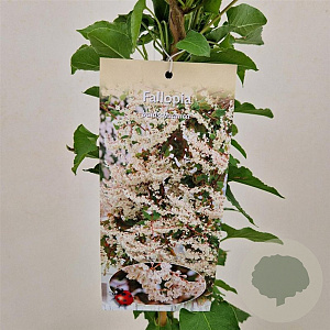 Fallopia baldschuanica 70-80 cm 2,5L