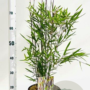 Fargesia nitida 'Black Pearl' 40-60 cm 5,0L