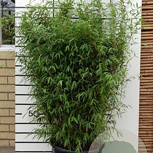 Fargesia nitida 'Volcano' 60-80 cm 3,5L