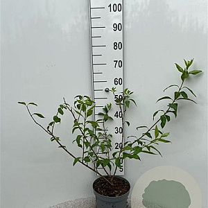 Forsythia int. 'Spectabilis' 60-80 cm 5,0L