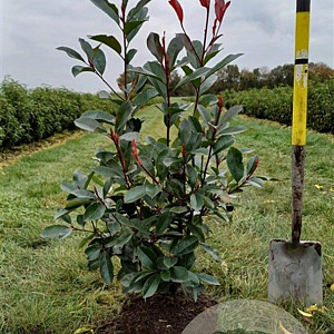 Photinia fraseri 'Red Robin' 60-80 cm met kluit