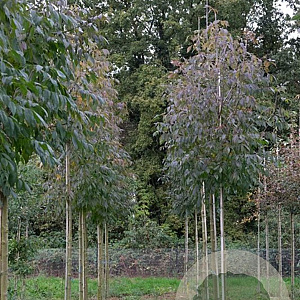 Fraxinus amer. 'Skyline' 14-16 HO draadkluit
