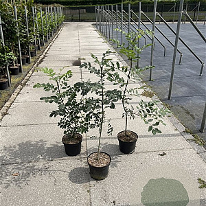 Fraxinus excelsior 80-100 cm 5,0L