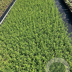 Fuchsia magellanica molinae GM 2,0L