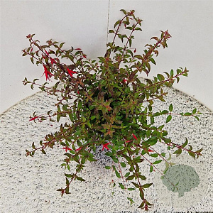 Fuchsia 'Riccartonii' 30-35 cm 2,5L