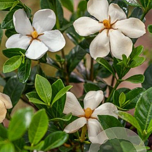 Gardenia jasm. 'Kleim's Hardy' 60-80 cm 40L struik