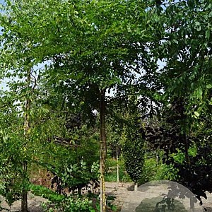 Gymnocladus dioica 10-12 HO draadkluit