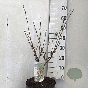 Hamamelis int. 'Arnold Promise' 50-60 cm 5,0L