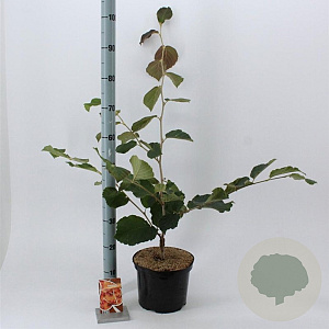 Hamamelis int. 'Diane' 30-40 cm 5,0L