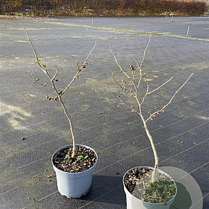 Hamamelis int. 'Diane' 30-40 cm 5,0L