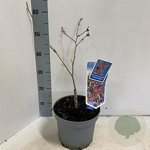 Hamamelis int. 'Feuerzauber' 30-40 cm 5,0L