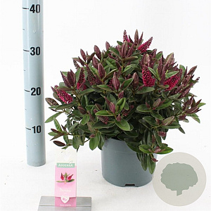 Hebe Donna Eva 20-25 cm 2,0L