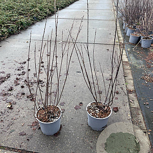 Salix repens nitida 40-60 cm 2,0L
