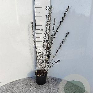 Salix repens nitida 40-60 cm 2,0L