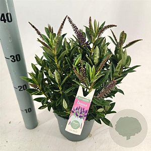Hebe Hebedonna Britta 20-25 cm 2,0L