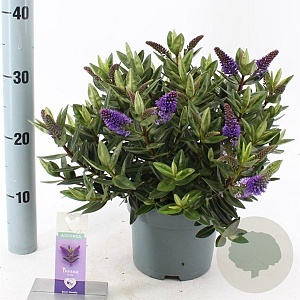 Hebe Hebedonna Britta 20-25 cm 2,0L