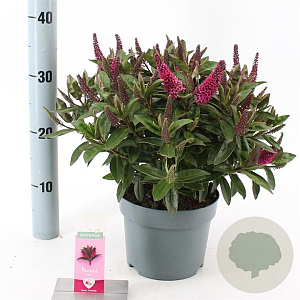 Hebe Hebedonna Nikka 20-25 cm 2,0L