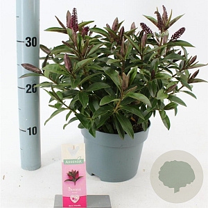Hebe Hebedonna Nikka 20-25 cm 2,0L