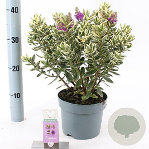 Hebe 'Katrina' 20-25 cm 2,0L