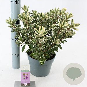 Hebe 'Katrina' 20-25 cm 2,0L