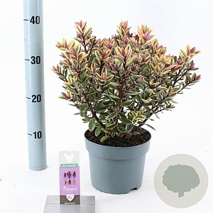 Hebe 'Tricolor' 20-25 cm 2,0L
