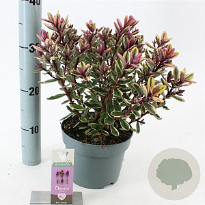 Hebe 'Tricolor' 20-25 cm 2,0L