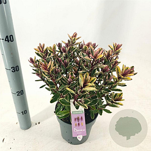 Hebe 'Tricolor' 20-25 cm 2,0L