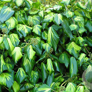 Hedera colchica 'Sulphur Heart' 70 cm C1.5 met stok