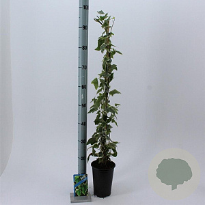 Hedera hel. 'Glacier' 50-70 cm C1.5