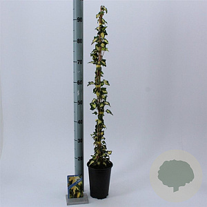 Hedera hel. 'Goldheart' 50-70 cm C1.5